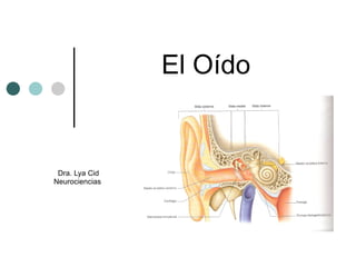 El Oído Dra. Lya Cid Neurociencias  
