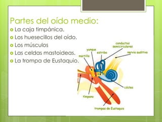 Partes del oído medio:
 La

caja timpánica.
 Los huesecillos del oído.
 Los músculos
 Las celdas mastoideas.
 La trompa de Eustaquio.

 