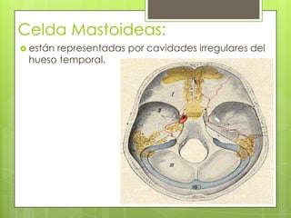 Celda Mastoideas:
 están

representadas por cavidades irregulares del
hueso temporal.

 