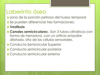 Laberinto óseo
 zona

de la porción petrosa del hueso temporal
 Se pueden diferenciar tres formaciones:
 Vestíbulo
 Canales semicirculares:. Son 3 tubos cilíndricos con
forma de herradura, con un orificio ampollar
dilatado, sitio de las células sensoriales.
 Conducto Semicircular Superior
 Conducto semicircular posterior
 Conducto semicircular externo

 