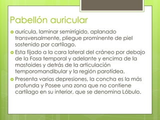 Pabellón auricular
 aurícula,

laminar semirrígido, aplanado
transversalmente, pliegue prominente de piel
sostenido por cartílago.
 Esta fijado a la cara lateral del cráneo por debajo
de la Fosa temporal y adelante y encima de la
mastoides y detrás de la articulación
temporomandibular y la región parotídea.
 Presenta varias depresiones, la concha es la más
profunda y Posee una zona que no contiene
cartílago en su interior, que se denomina Lóbulo.

 