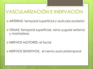VASCULARIZACIÓN E INERVACIÓN
 ARTERIAS:

temporal superficial y auricular posterior

 VENAS:

Temporal superficial, vena yugular externa
y mastoideas

 NERVIOS

MOTORES: el facial

 NERVIOS

SENSITIVOS: el nervio auriculotemporal

 
