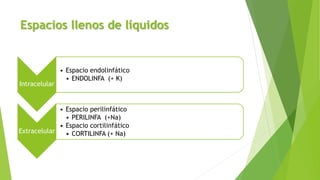 Espacios llenos de líquidos
Intracelular
• Espacio endolinfático
• ENDOLINFA (+ K)
Extracelular
• Espacio perilinfático
• PERILINFA (+Na)
• Espacio cortilinfático
• CORTILINFA (+ Na)
 