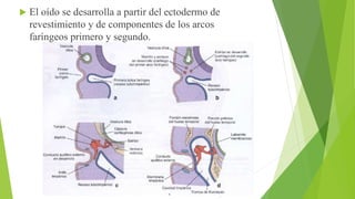  El oído se desarrolla a partir del ectodermo de
revestimiento y de componentes de los arcos
faríngeos primero y segundo.
 