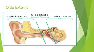 Oído Externo
 