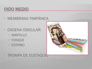  MEMBRANA TIMPÁNICA
 CADENA OSICULAR:
 MARTILLO
 YUNQUE
 ESTRIBO
 TROMPA DE EUSTAQUIO
 