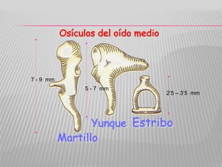 7 - 9 mm
5 - 7 mm
2’5 – 3’5 mm
 