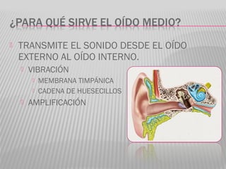  TRANSMITE EL SONIDO DESDE EL OÍDO
EXTERNO AL OÍDO INTERNO.
 VIBRACIÓN
 MEMBRANA TIMPÁNICA
 CADENA DE HUESECILLOS
 AMPLIFICACIÓN
 