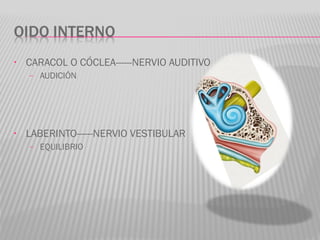 • CARACOL O CÓCLEA------NERVIO AUDITIVO
– AUDICIÓN
• LABERINTO------NERVIO VESTIBULAR
– EQUILIBRIO
 
