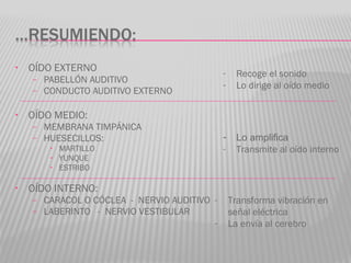 • OÍDO EXTERNO
– PABELLÓN AUDITIVO
– CONDUCTO AUDITIVO EXTERNO
• OÍDO MEDIO:
– MEMBRANA TIMPÁNICA
– HUESECILLOS:
• MARTILLO
• YUNQUE
• ESTRIBO
• OÍDO INTERNO:
– CARACOL O CÓCLEA - NERVIO AUDITIVO
– LABERINTO - NERVIO VESTIBULAR
- Recoge el sonido
- Lo dirige al oído medio
- Lo amplifica
- Transmite al oído interno
- Transforma vibración en
señal eléctrica
- La envía al cerebro
 