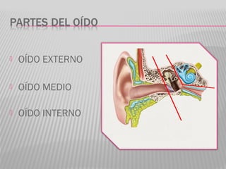  OÍDO EXTERNO
 OÍDO MEDIO
 OÍDO INTERNO
 