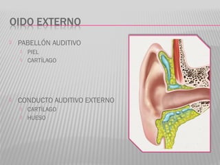  PABELLÓN AUDITIVO
 PIEL
 CARTÍLAGO
 CONDUCTO AUDITIVO EXTERNO
 CARTÍLAGO
 HUESO
 