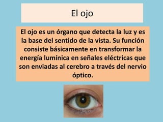 El ojo
El ojo es un órgano que detecta la luz y es
la base del sentido de la vista. Su función
consiste básicamente en transformar la
energía lumínica en señales eléctricas que
son enviadas al cerebro a través del nervio
óptico.
 