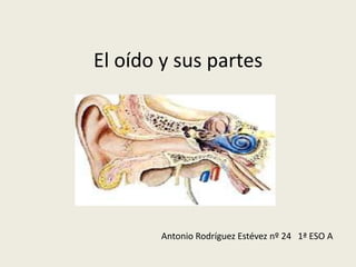 El oído y sus partes




        Antonio Rodríguez Estévez nº 24 1ª ESO A
 