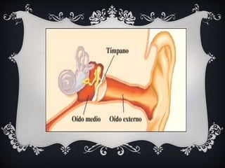 OÍDO MEDIO 
 
