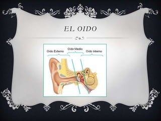 EL OIDO 
 