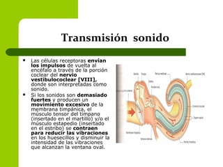 Transmisión sonido
 Las células receptoras envían
los impulsos de vuelta al
encéfalo a través de la porción
coclear del nervio
vestibulococlear [VIII],
donde son interpretadas como
sonido.
 Si los sonidos son demasiado
fuertes y producen un
movimiento excesivo de la
membrana timpánica, el
músculo tensor del tímpano
(insertado en el martillo) y/o el
músculo estapedio (insertado
en el estribo) se contraen
para reducir las vibraciones
en los huesecillos y disminuir la
intensidad de las vibraciones
que alcanzan la ventana oval.
 