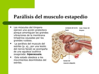 Parálisis del musculo estapedio
 Los músculos del tímpano
ejercen una acción protectora
porque amortiguan las grandes
vibraciones de la membrana
timpánica causadas por los
grandes ruidoso.
 La parálisis del musculo del
estribo (p. ej., por una lesión
del nervio facial) se acompaña
de una agudeza auditiva
exagerada: hiperacusia.
 Este estado obedece a los
movimientos desinhibidos del
estribo.
 