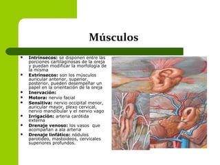 Músculos
 Intrínsecos: se disponen entre las
porciones cartilaginosas de la oreja
y puedan modificar la morfología de
la misma
 Extrínsecos: son los músculos
auricular anterior, superior,
posterior. pueden desempeñar un
papel en la orientación de la oreja
 Inervación:
 Motora: nervio facial
 Sensitiva: nervio occipital menor,
auricular mayor, plexo cervical,
nervio mandibular y el nervio vago
 Irrigación: arteria carótida
externa
 Drenaje venoso: los vasos que
acompañan a ala arteria
 Drenaje linfático: nódulos
parotideo, mastoideos, cervicales
superiores profundos.
 