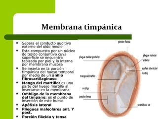 Membrana timpánica
 Separa el conducto auditivo
externo del oído medio
 Esta compuesta por un núcleo
de tejido conjuntivo cuya
superficie se encuentra
tapizada por piel y la interna
por membrana mucosa
 Se inserta en la porción
timpánica del hueso temporal
por medio de un anillo
fibrocartilaginoso
 Mango del martillo: es una
parte del hueso martillo al
insertarse en la membrana
 Ombligo de la membrana
del tímpano: es el punto de
inserción de este hueso
 Apófisis lateral
 Pliegues maleolares ant. Y
post.
 Porción flácida y tensa
 