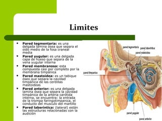 Limites
 Pared tegmentaria: es una
delgada lamina ósea que separa el
oído medio de la fosa craneal
media
 Pared yugular: es una delgada
capa de hueso que separa de la
vena yugular interna
 Pared membranosa: esta
compuesta casi por completo por la
membrana timpánica
 Pared mastoidea: es un tabique
óseo que separa la cavidad
timpánica de las cerdillas
mastoideas
 Pared anterior: es una delgada
lamina ósea que separa la cavidad
timpánica de la arteria carótida
interna, se encuentra: la entrada
de la trompa faringotimpanica, el
conducto del musculo del martillo
 Pared laberíntica: (lateral) están
las estructuras relacionadas con la
audición
 