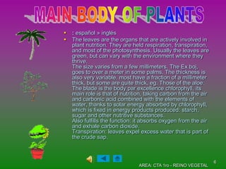    : español » inglés
   The leaves are the organs that are actively involved in
    plant nutrition. They are held respiration, transpiration,
    and most of the photosynthesis. Usually the leaves are
    green, but can vary with the environment where they
    thrive.
    The size varies from a few millimeters. The Ex boj,
    goes to over a meter in some palms. The thickness is
    also very variable. most have a fraction of a millimeter
    thick, but some are quite thick, eg. Those of the aloe.
    The blade is the body par excellence chlorophyll, its
    main role is that of nutrition, taking carbon from the air
    and carbonic acid combined with the elements of
    water, thanks to solar energy absorbed by chlorophyll,
    which is fixed in energy products produced: starch,
    sugar and other nutritive substances.
    Also fulfills the function: it absorbs oxygen from the air
    and exhale carbon dioxide.
    Transpiration: leaves expel excess water that is part of
    the crude sap.



                                                                 6
                                AREA: CTA 1ro - REINO VEGETAL
 