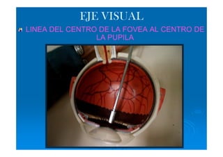 EJE VISUAL
LINEA DEL CENTRO DE LA FOVEA AL CENTRO DE
                LA PUPILA
 