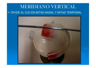 MERIDIANO VERTICAL
DIVIDE AL OJO EN MITAD NASAL Y MITAD TEMPORAL
 