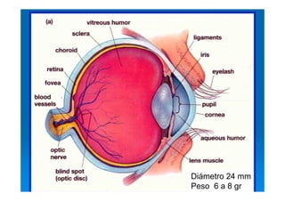 Diámetro 24 mm
Peso 6 a 8 gr.
 
