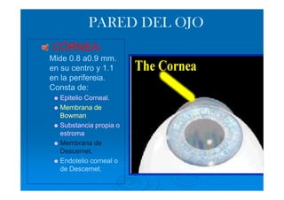 PARED DEL OJO
CÓRNEA:
Mide 0.8 a0.9 mm.
en su centro y 1.1
en la perifereia.
Consta de:
  Epitelio Corneal.
  Membrana de
  Bowman
  Substancia propia o
  estroma
  Membrana de
  Descemet.
  Endotelio corneal o
  de Descemet.
 