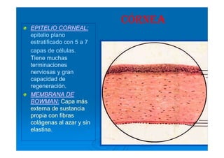 CÓRNEA
EPITELIO CORNEAL:
epitelio plano
estratificado con 5 a 7
capas de células.
Tiene muchas
terminaciones
nerviosas y gran
capacidad de
regeneración.
regeneración.
MEMBRANA DE
BOWMAN: Capa más
externa de sustancia
propia con fibras
colágenas al azar y sin
elastina.
 