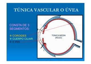 TÚNICA VASCULAR O ÚVEA


CONSTA DE 3
SEGMENTOS:

 COROIDES        TÚNICA MEDIA
                    (ROJO)
 CUERPO CILIAR
 E IRIS
 