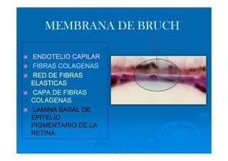 MEMBRANA DE BRUCH

ENDOTELIO CAPILAR
FIBRAS COLAGENAS
RED DE FIBRAS
ELASTICAS
CAPA DE FIBRAS
COLAGENAS
LAMINA BASAL DE
EPITELIO
PIGMENTARIO DE LA
RETINA.
 