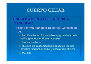 CUERPO CILIAR
ENGROSAMIENTO DE LA TÚNICA
VASCULAR
  Tiene forma triangular (al corte). Constituido
  de:
     Porción ciliar no fotosensible y pigmentada de la
    retina (produce el Humor acuoso).
     Procesos ciliares.
     Músculo de la acomodación: músculo liso (de
    Brücke) meridional, radial y circular (de Müller).
     TC. laxo
 