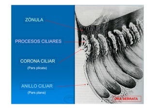 ZÓNULA



PROCESOS CILIARES



 CORONA CILIAR
    (Pars plicata)




  ANILLO CILIAR
    (Pars plana)
                     ORA SERRATA
 
