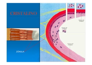 CRISTALINO




  ZÓNULA
 