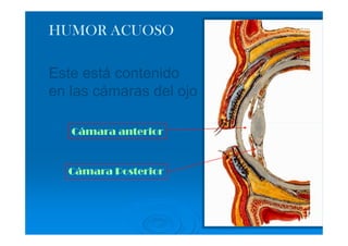 HUMOR ACUOSO

Este está contenido
en las cámaras del ojo

   Cámara anterior



  Cámara Posterior
 