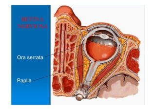 RETINA
NERVIOSA




Ora serrata



Papila
 