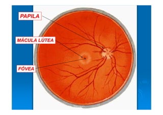 PAPILA



MÁCULA LÚTEA




FÓVEA
 
