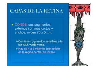 CAPAS DE LA RETINA

 CONOS: sus segmentos
 externos son más cortos y
 anchos, miden 70 x 5 µm.

   Contienen pigmentos sensibles a la
   luz azul, verde y roja.
   Hay de 4 a 5 millones (son únicos
   en la región central de fóvea)
 