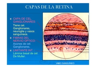 CAPAS DE LA RETINA

CAPA DE CEL.
GANGLIONARES:
Tiene cel.
Ganglionares,
neuroglia y vasos
sanguíneos.
FIBRAS DEL
NERVIO OPTICO:
Axones de cel.
Ganglionares.
LIMITANTE INT. :
Lámina basal de cel.
De Muller.

                       VASO SANGUÍNEO
                         V
                         A
 