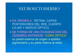 NEUROECTODERMO

DA ORIGEN A : RETINA, CAPAS
POSTERIORES DEL IRIS, CUERPO
CILIAR Y NERVIO ÓPTICO.
SE FORMA DE UNA EVAGINACION DEL
CEREBRO ANTERIOR: “COPA OPTICA”
su pared externa da origen a epitelio
pigmentario y su parte interna al resto.
 