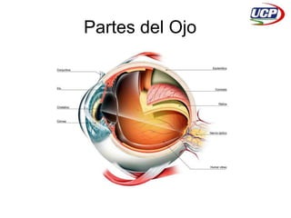 Partes del Ojo 
 