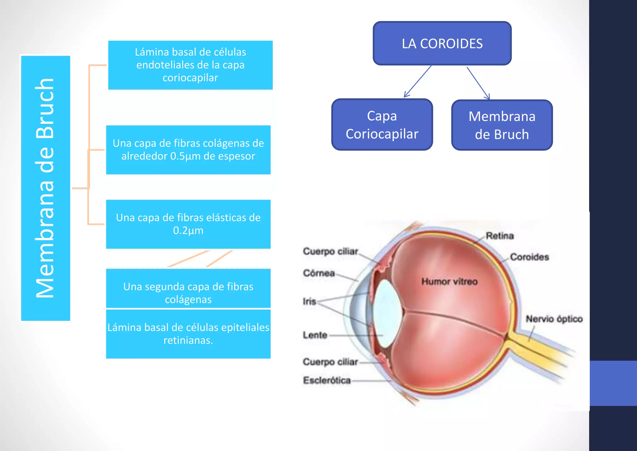 MembranadeBruch Lámina basal de células
endoteliales de la capa
coriocapilar
Una capa de fibras colágenas de
alrededor 0.5µm de espesor
Una capa de fibras elásticas de
0.2µm
Una segunda capa de fibras
colágenas
Lámina basal de células epiteliales
retinianas.
LA COROIDES
Capa
Coriocapilar
Membrana
de Bruch