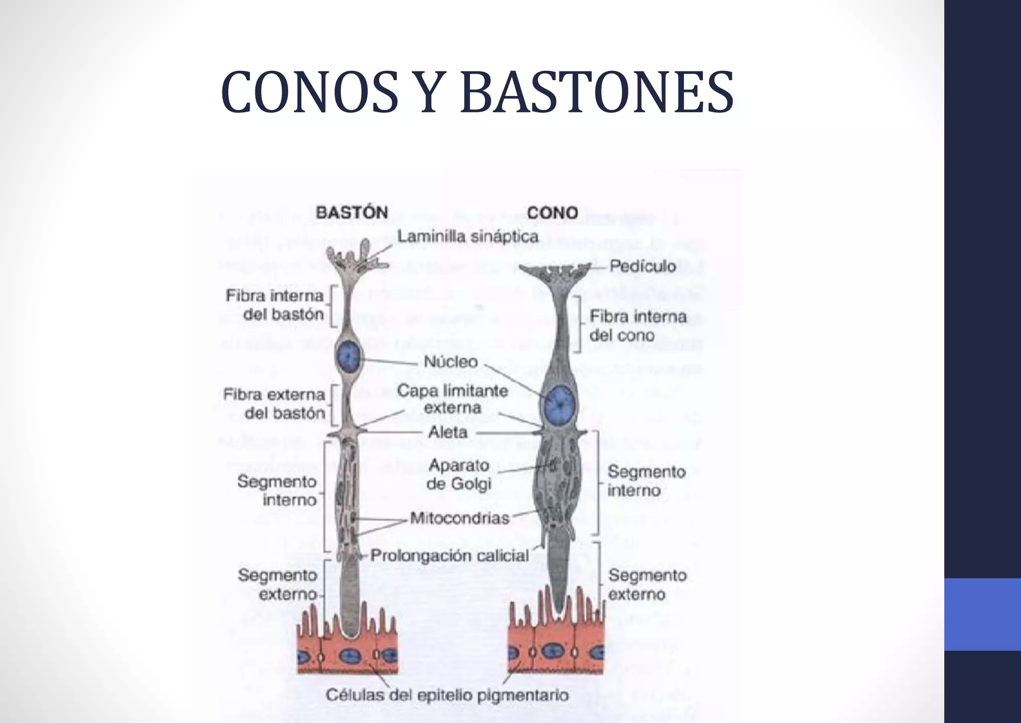 CONOS Y BASTONES
