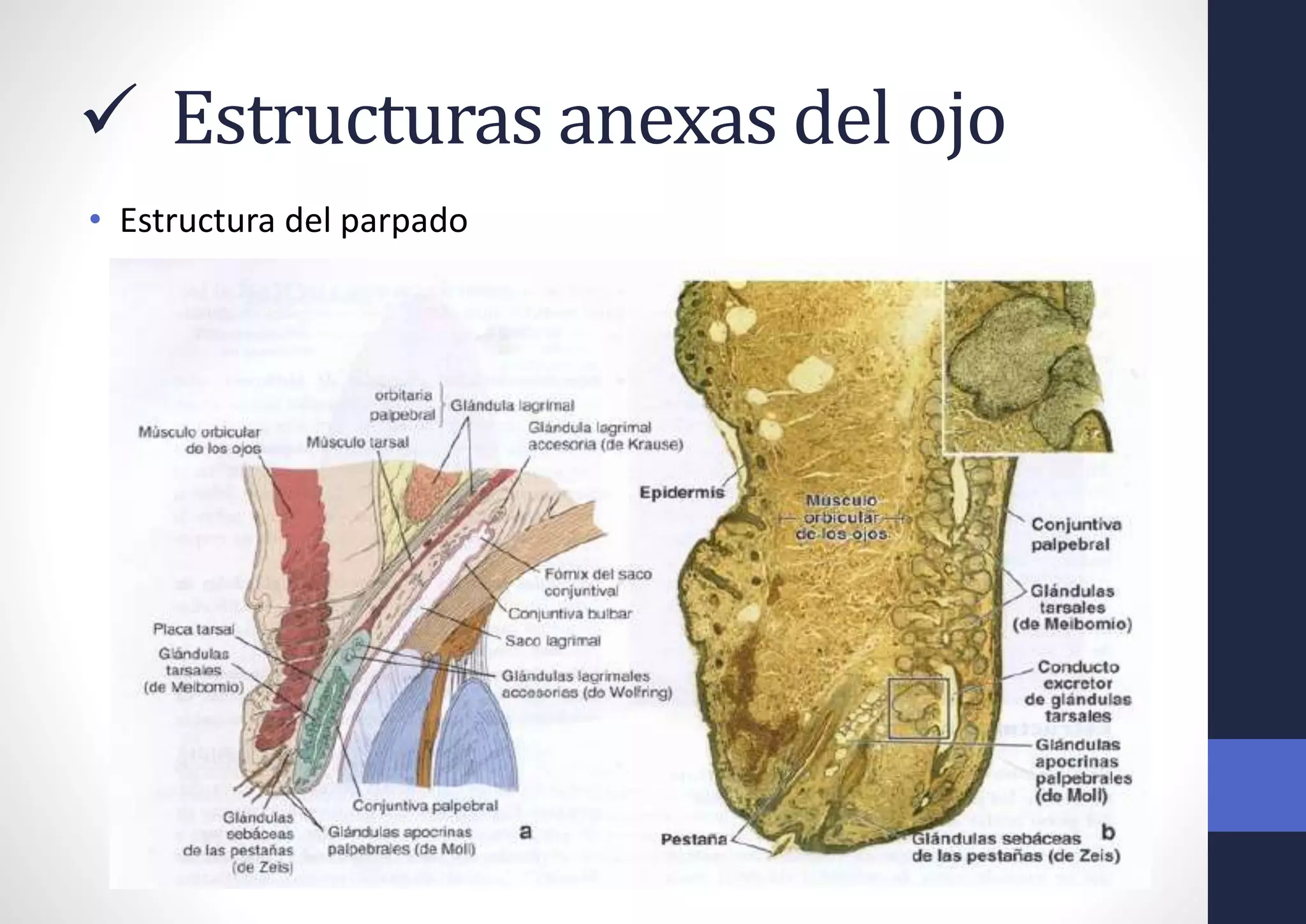  Estructuras anexas del ojo
• Estructura del parpado