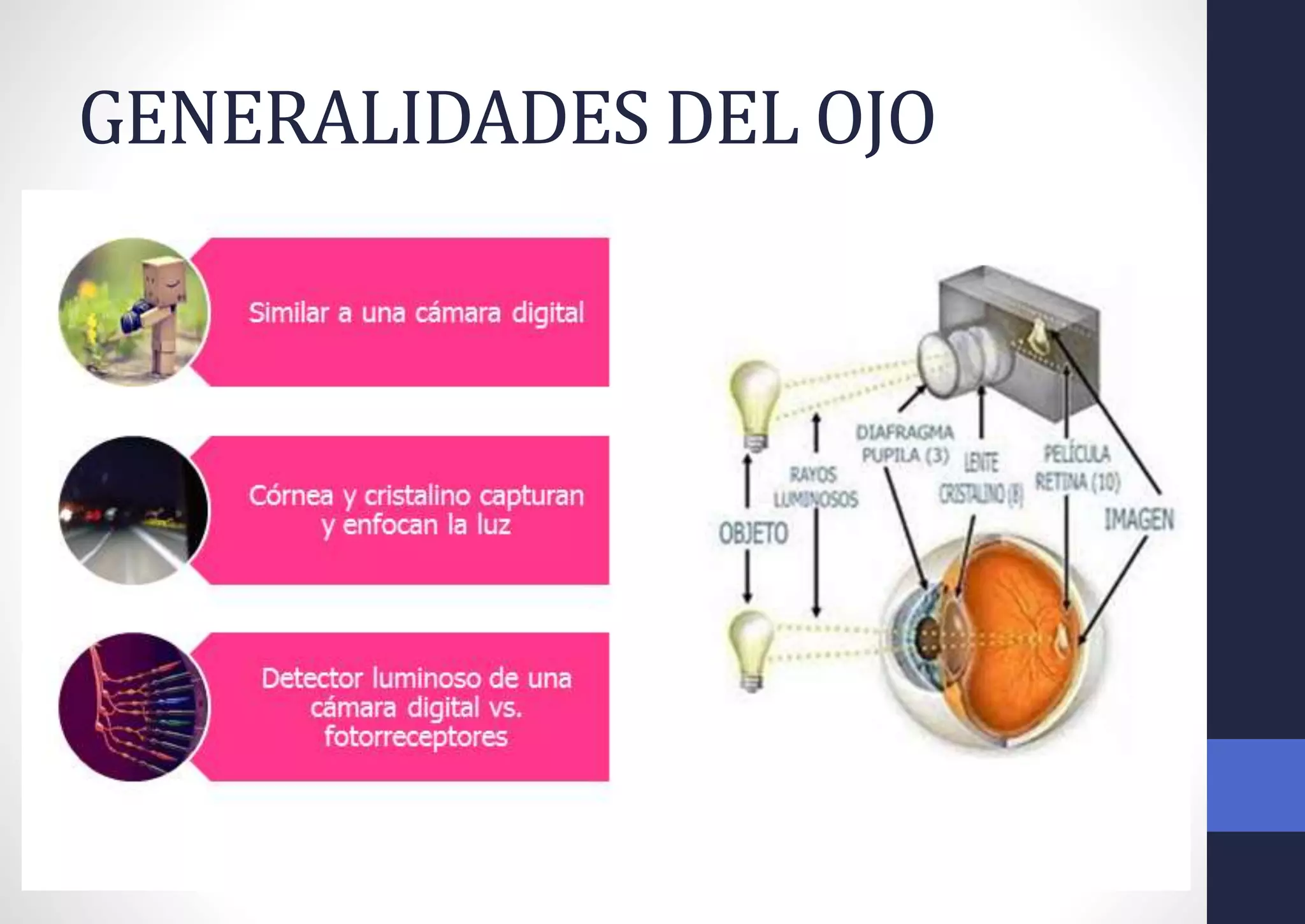 GENERALIDADES DEL OJO