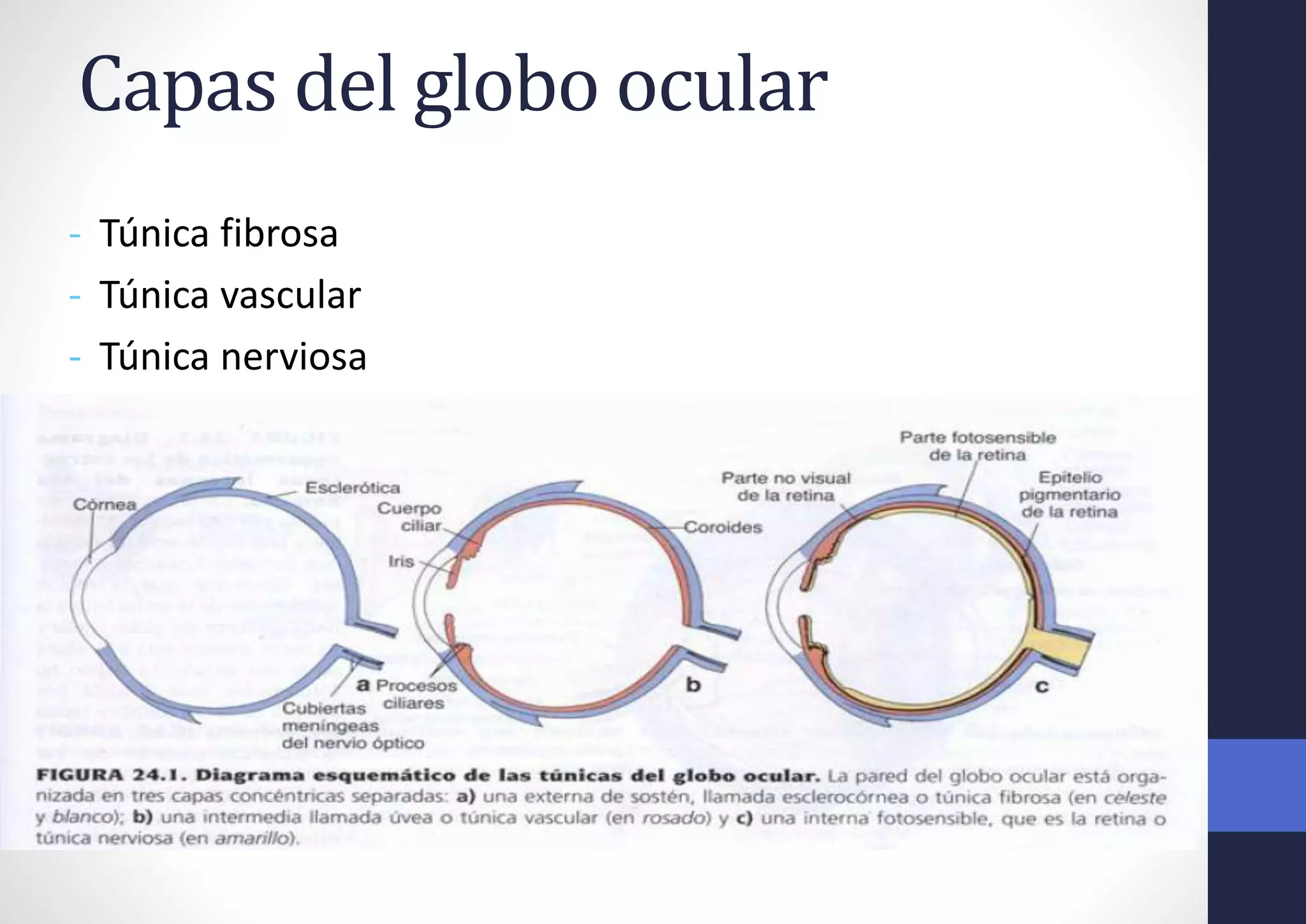 - Túnica fibrosa
- Túnica vascular
- Túnica nerviosa
Capas del globo ocular