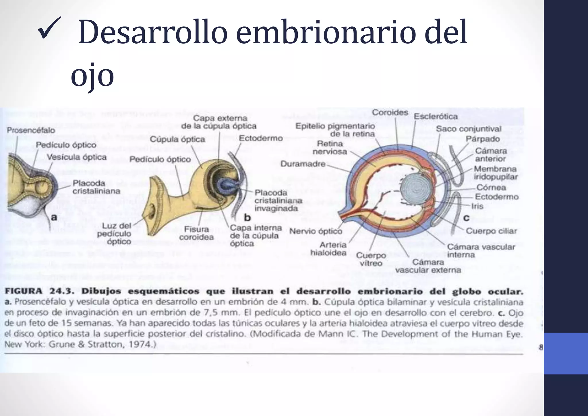  Desarrollo embrionario del
ojo
