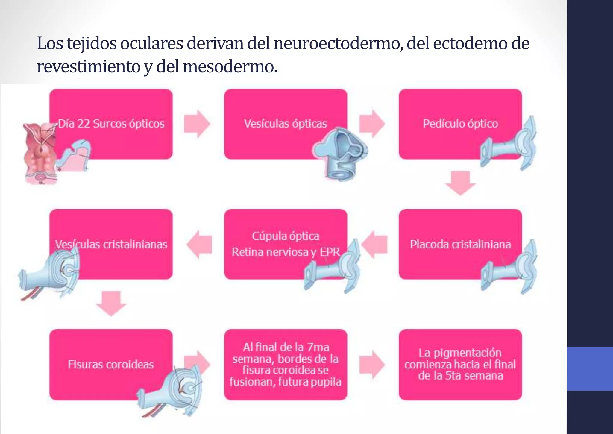 Lostejidosocularesderivandelneuroectodermo,delectodemode
revestimientoydelmesodermo.
